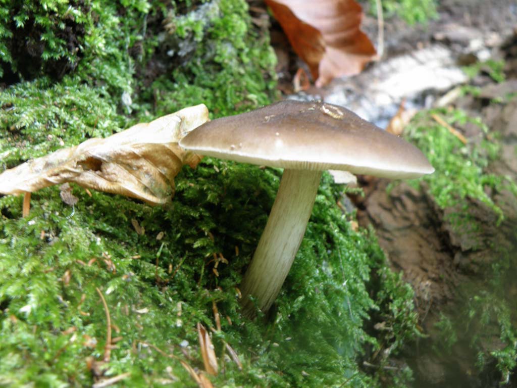 Foresta di Campigna